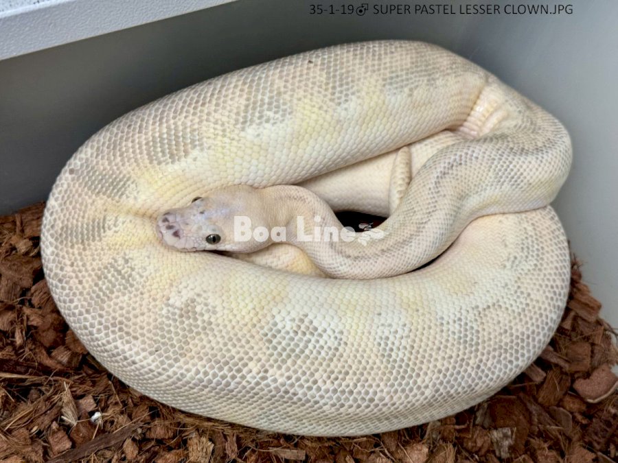 SUPER PASTEL LESSER CLOWN